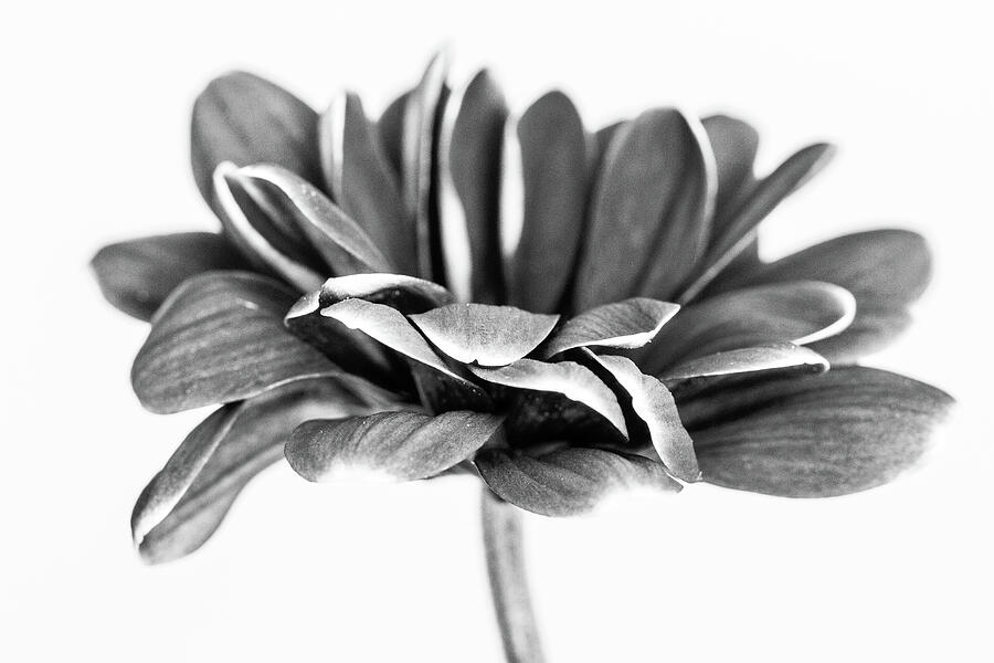 Chrysanth Mono Photograph by Tanya C Smith