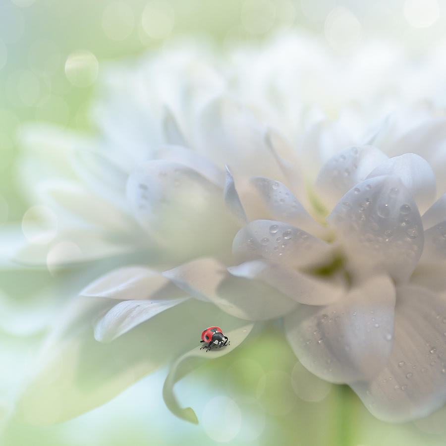 Ladybug Photograph - Chrysantheme by Kerstin Kaufmann