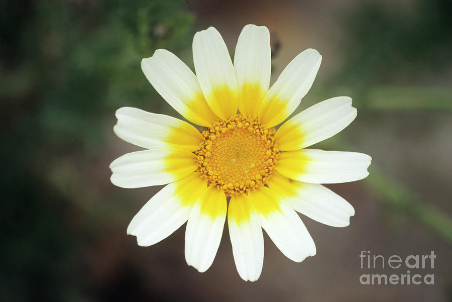 Chrysanthemum Coronarium Var. Discolor Photograph by Science Photo Library Chrysanthemum Coronarium Var. Discolor Photograph by Science Photo Library