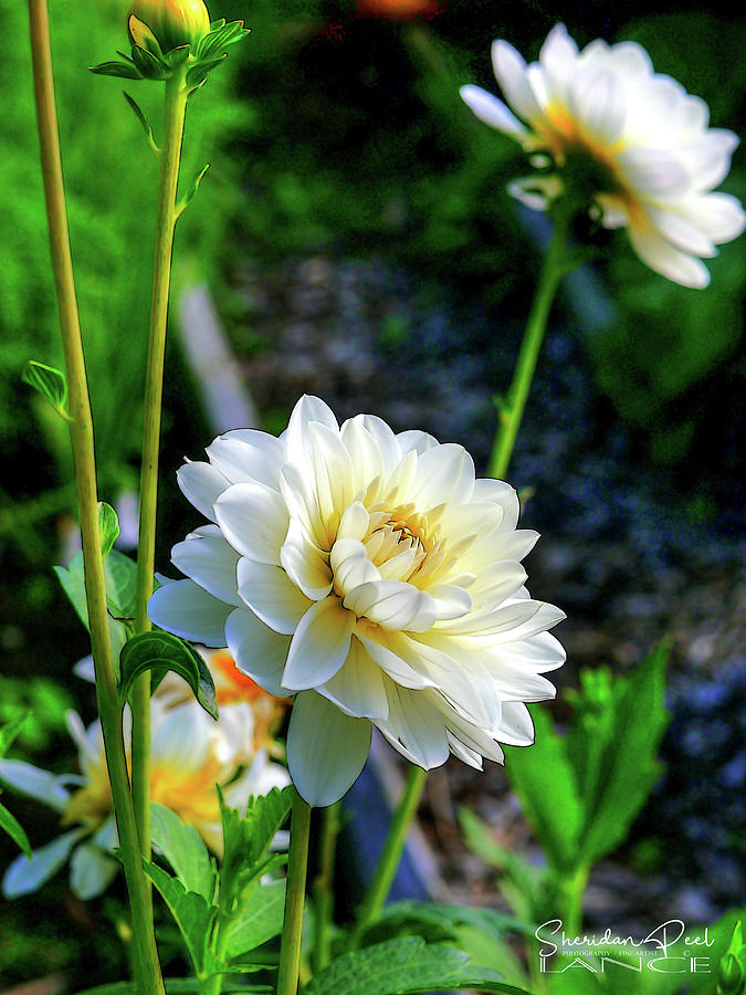 Chrysanthemum In Bloom by Lance Sheridan-Peel Chrysanthemum In Bloom by Lance Sheridan-Peel