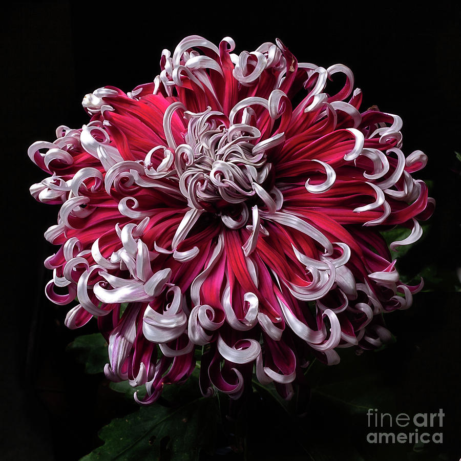 Chrysanthemum Lilli Gallon Photograph by Ann Jacobson