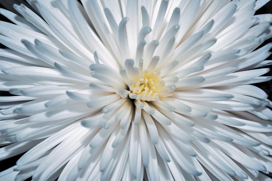 Spring Photograph - Chrysanthemum by Mary Ann Artz