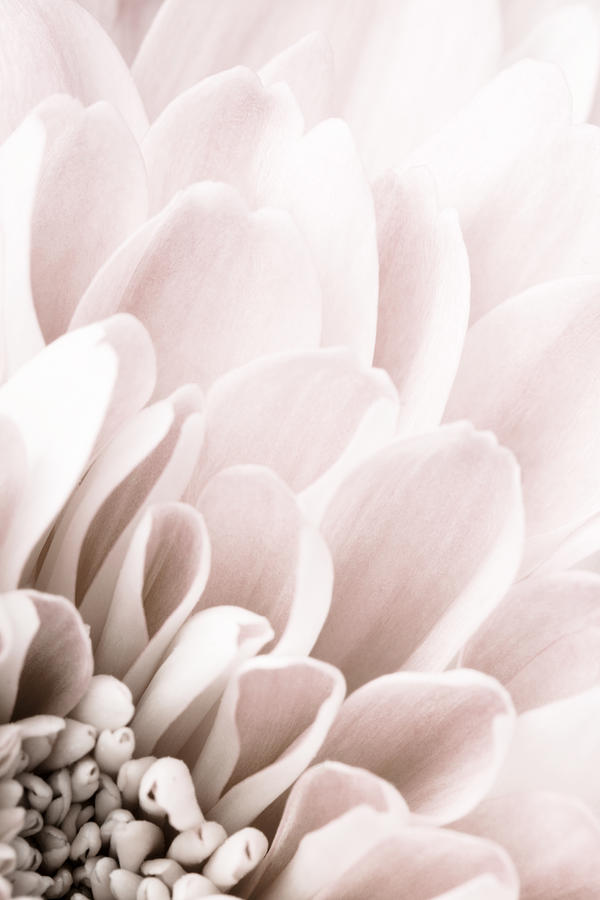 Still Life Photograph - Chrysanthemum No 03 by 1x Studio Iii