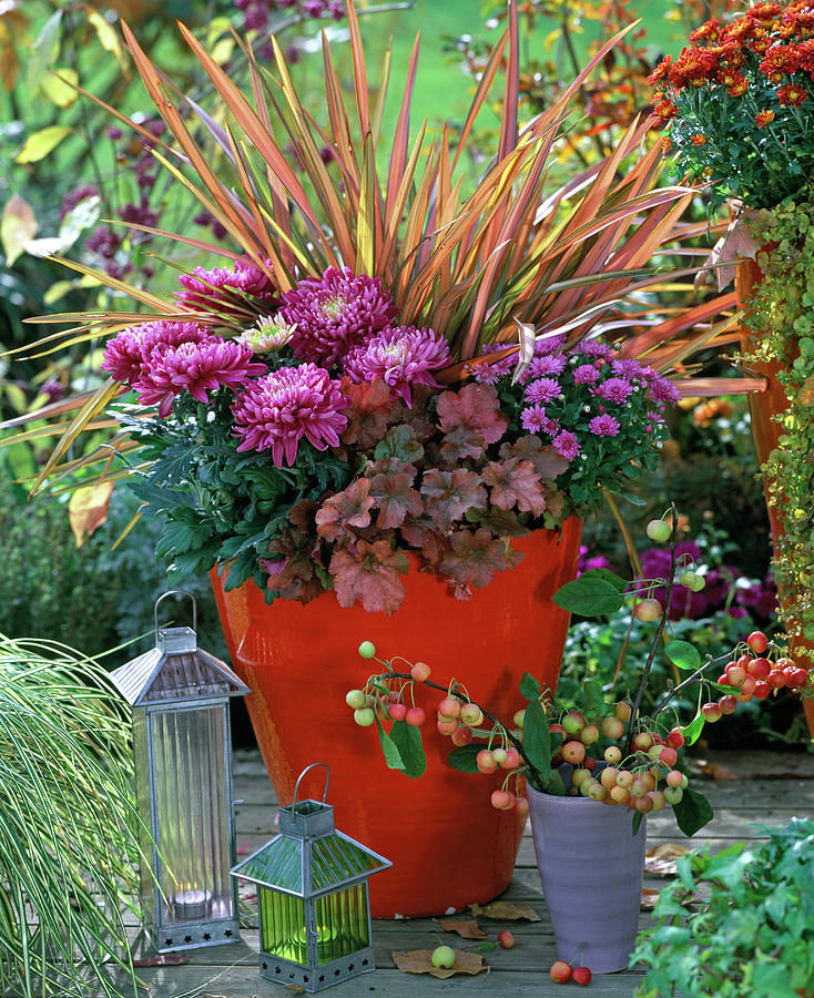 Chrysanthemum, Phormium 'maori' Photograph By Friedrich Strauss - Fine 