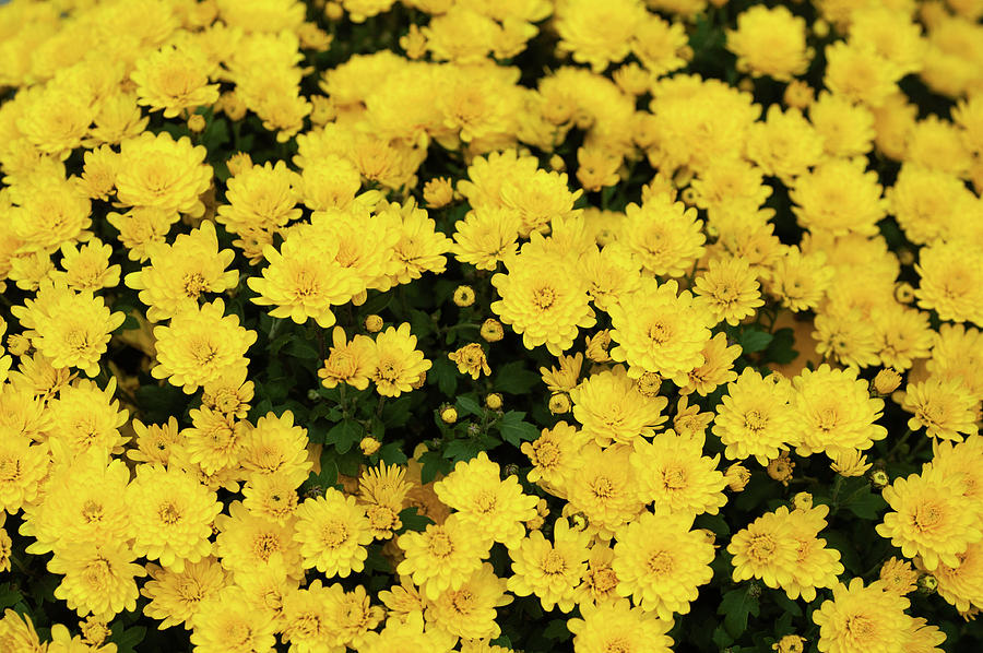 Chrysanthemum Poppins Yellow Jewel  1 Photograph by Jenny Rainbow