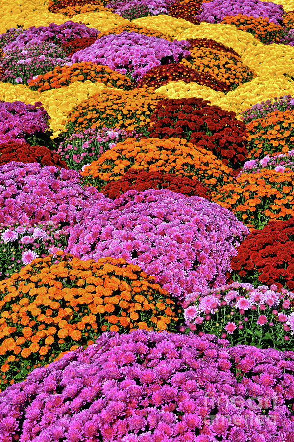 Chrysanthemum Rainbow Of Colors Photograph