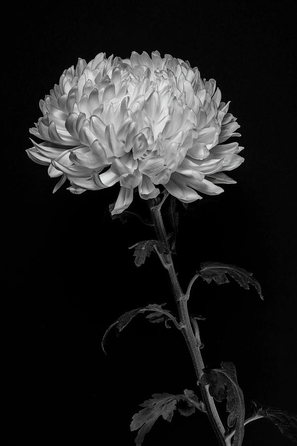 Chrysanthemum  Photograph by Sandi Kroll