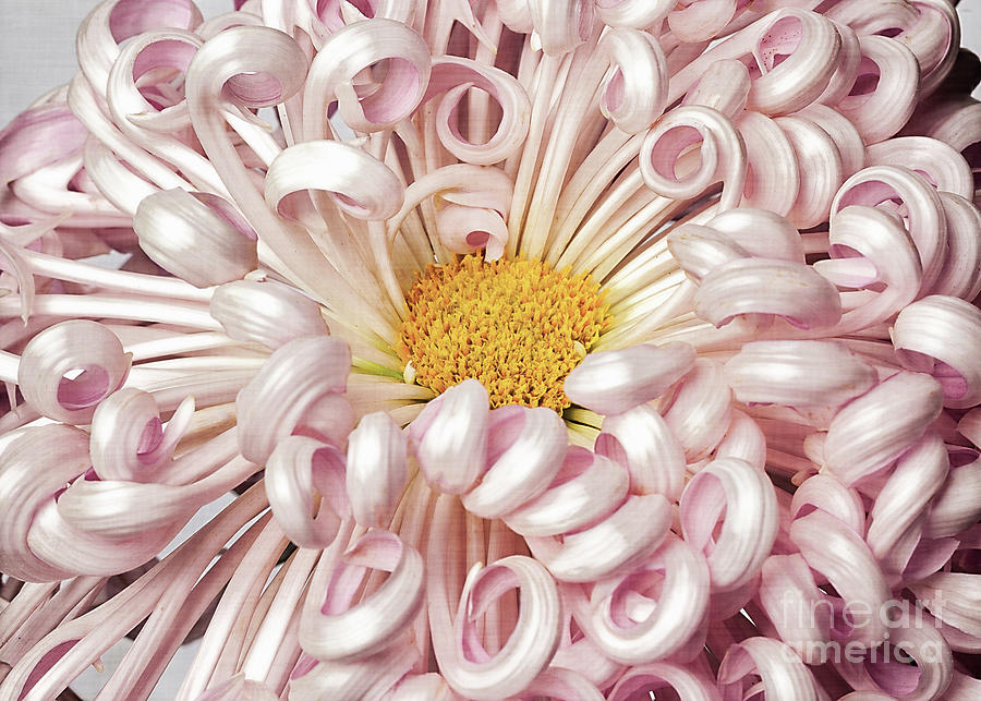 Chrysanthemum Satin Ribbon Photograph by Ann Jacobson
