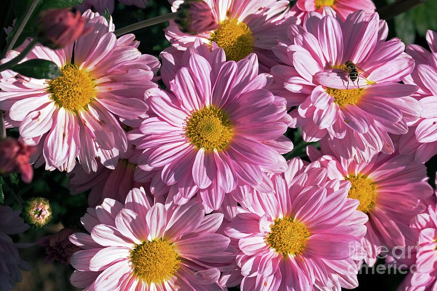 Chrysanthemum Sp Photograph by Dr Keith Wheeler/science Photo Library