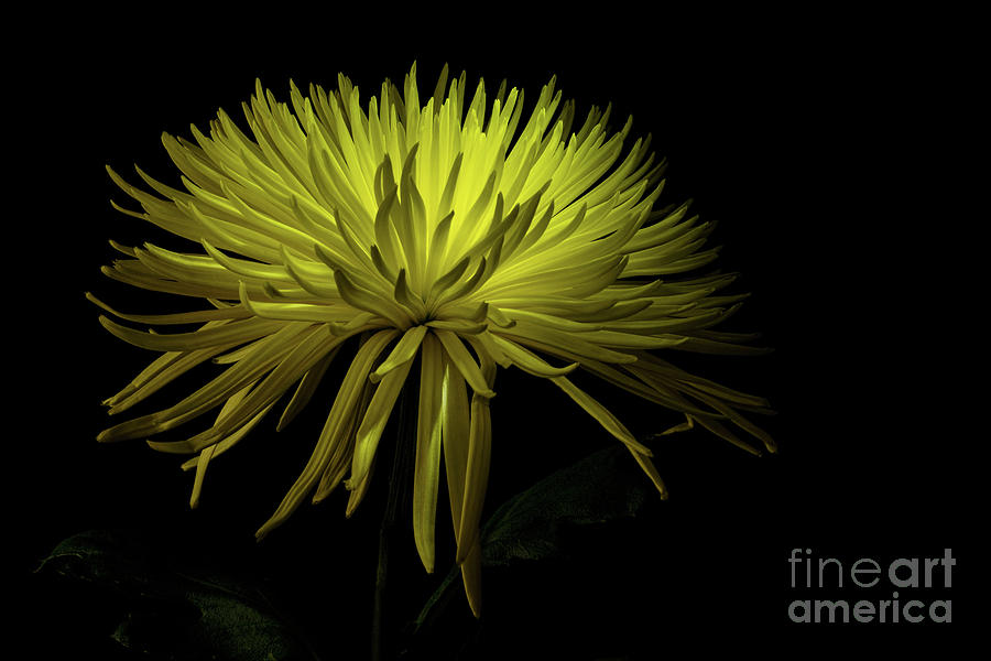 Chrysanthemum Spikes 2 Photograph by Ann Garrett
