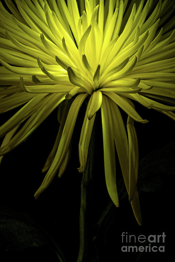 Chrysanthemum Spikes Photograph by Ann Garrett