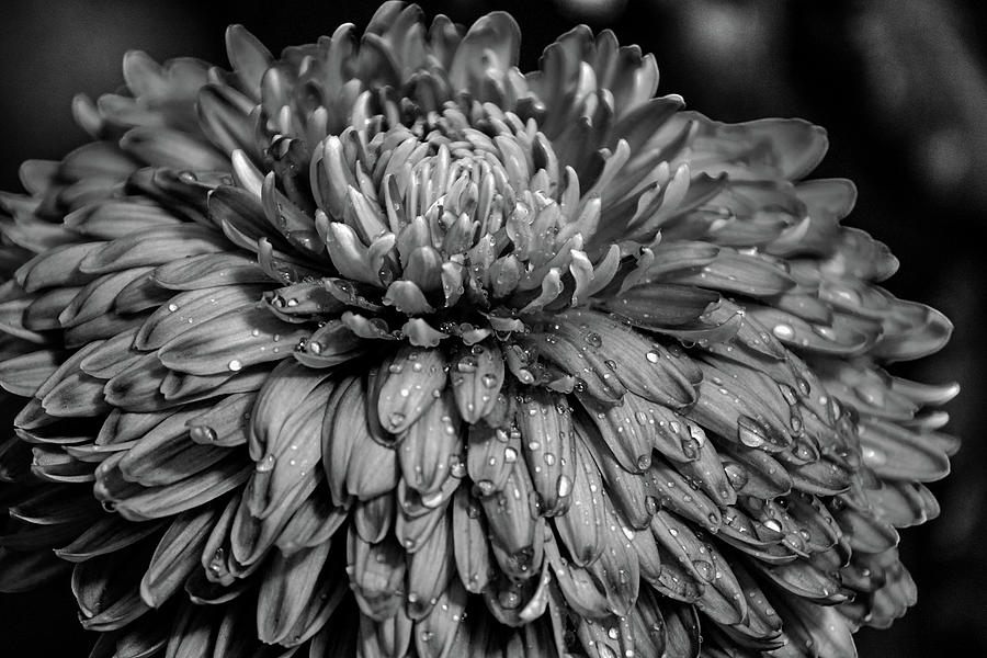 Flowers Still Life Photograph - Chrysanthemum by Teresa Hughes