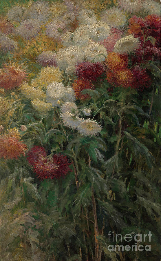 Chrysanthemums In The Garden Drawing by Heritage Images