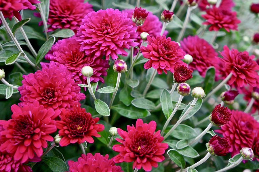 Chrysanthemums Photograph by Kathy Chism