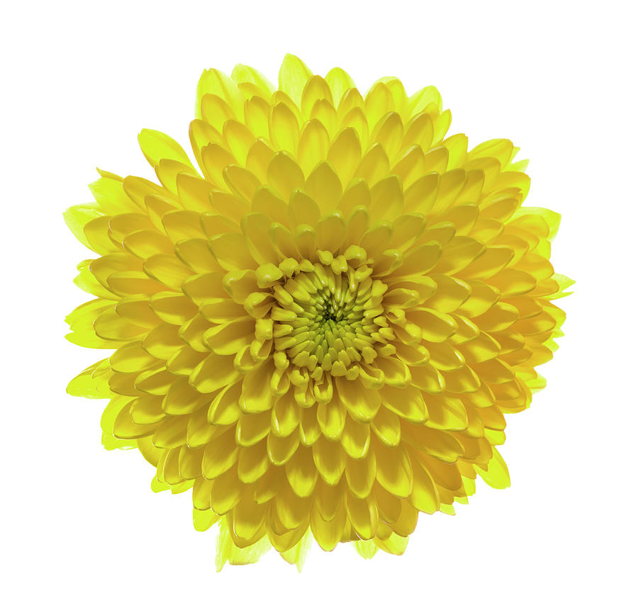 Chrysanthemums Or Mums On A White Photograph by Panoramic Images
