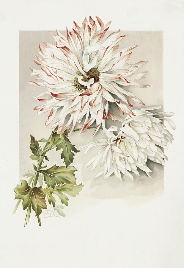 Chrysanthemums Painting by Sidney Thomas Callowhill - Fine Art America