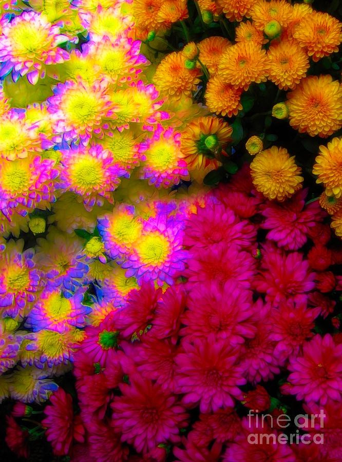 Chrysanthemums with Abstract Waterfall Effect Photograph by Rose Santuci-Sofranko
