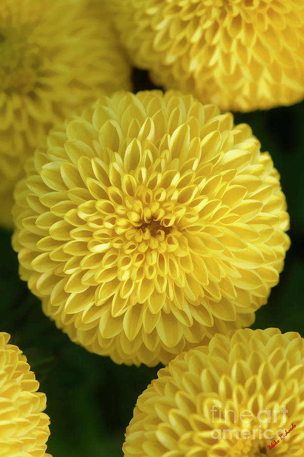 Chrysanthemums Photograph by Blake Richards