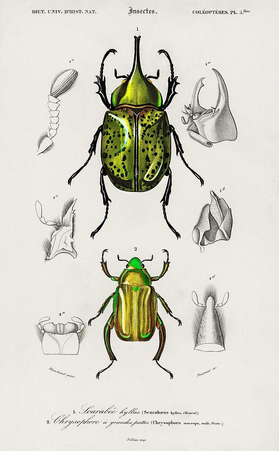 Up Movie Painting - Chrysina Macropus  Chrysophora Macropa  and Eastern Hecules Beetle  Scarabaeus Hyllus illustrated b by Celestial Images