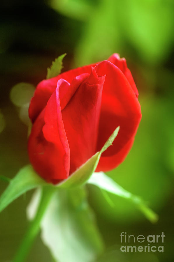 chrysler imperial rose