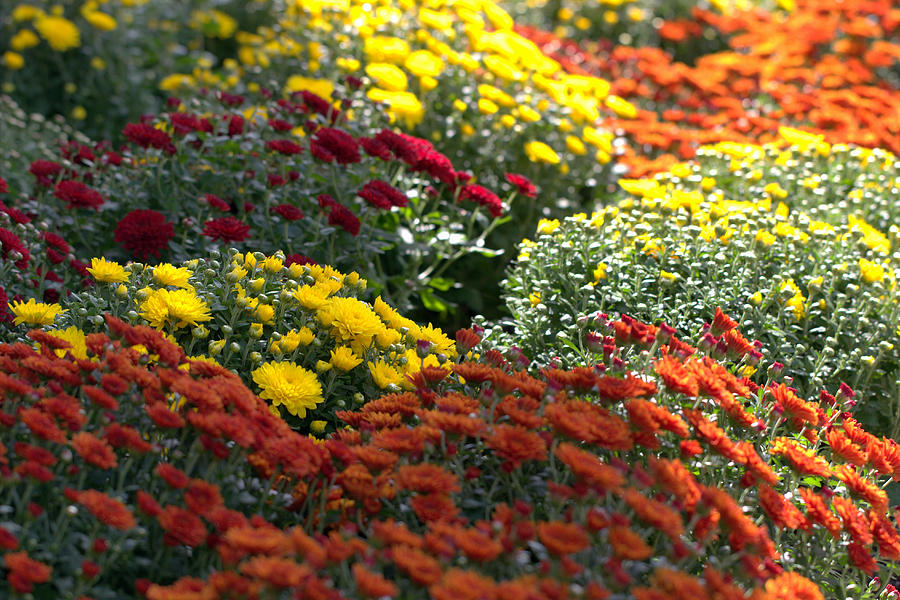 Chrysanthemum Flowers Variety Photograph by Joseph Skompski