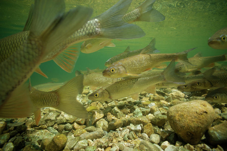 Chub, On Spawning Ground Sava Bohinjka River, Slovenia Photograph by ...