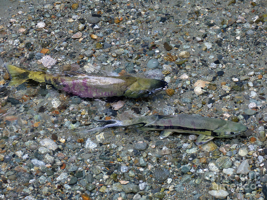 Chum Salmon Spawning in clear fast water Photograph by Phil Banks