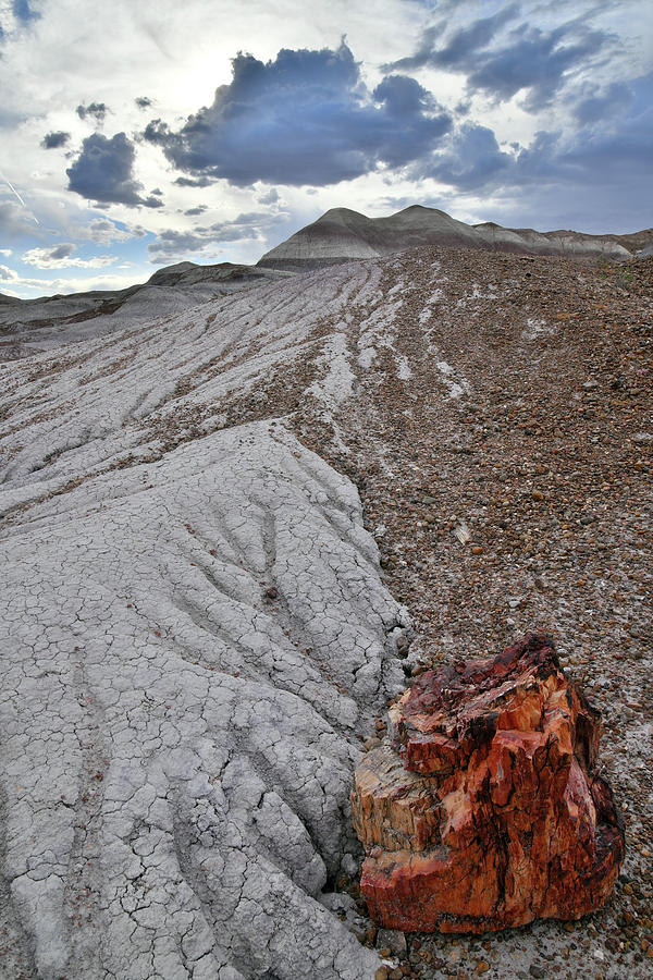 Chunk of Petrified Wood in Blue Mesa Photograph by Ray Mathis