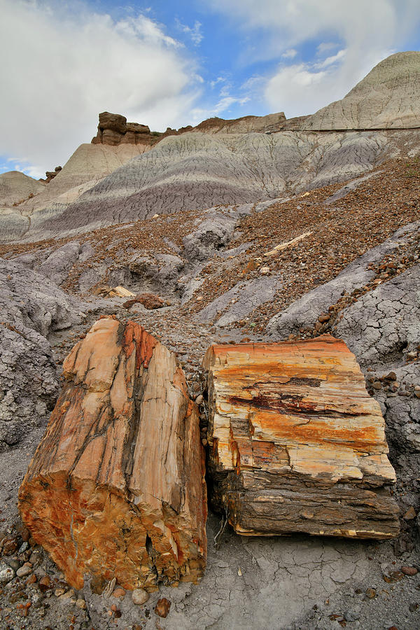 Chunks of Petrified Wood in Blue Mesa Photograph by Ray Mathis