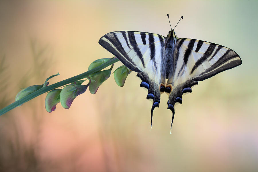 Butterfly Photograph - Chupa Leche by Jimmy Hoffman
