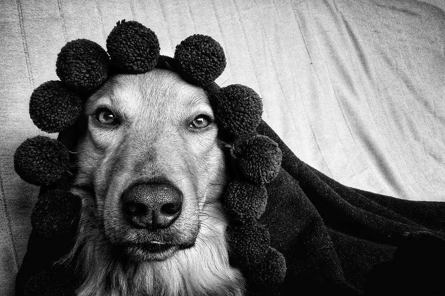 Black And White Photograph - Chuvak The Dog 1 by Rafa Rivas