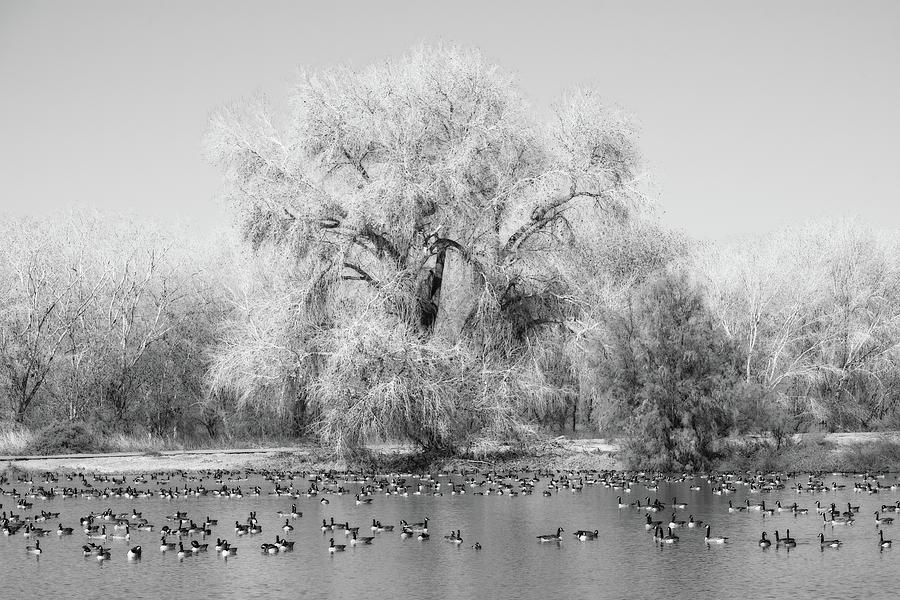 Cibola Geese Black and White Photograph by Allan Van Gasbeck
