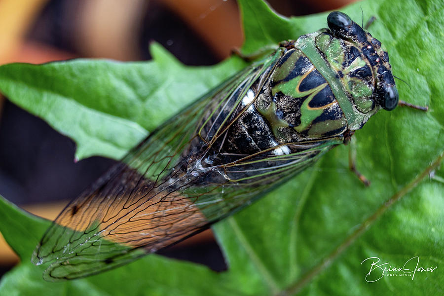 Cicada Photograph by Brian Jones