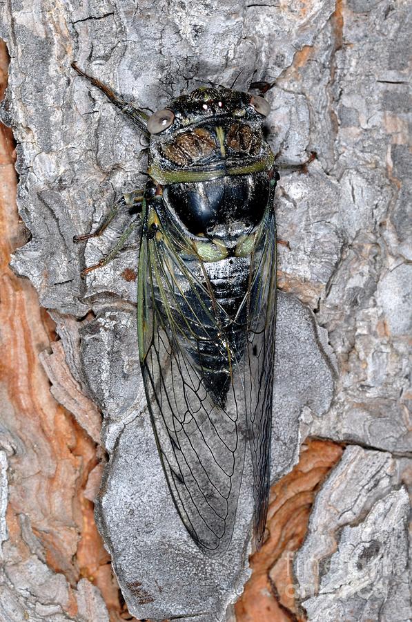 Nature Photograph - Cicada by Chris Hellier/science Photo Library