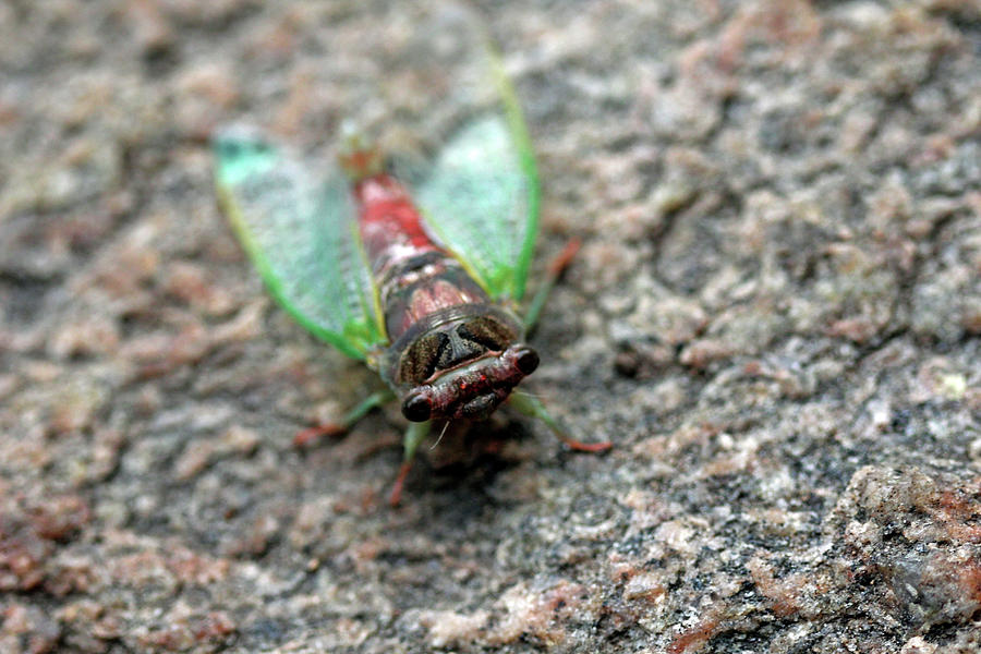 Cicada Photograph by Debbie Oppermann
