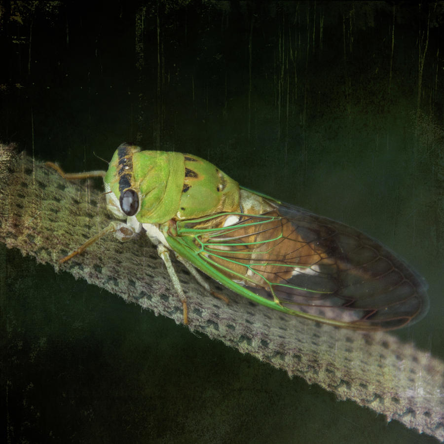 Cicada Photograph by Debra Martz