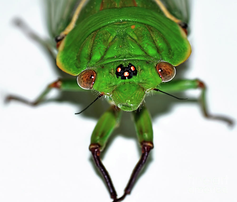 Cicada Eyes Photograph by Kaye Menner