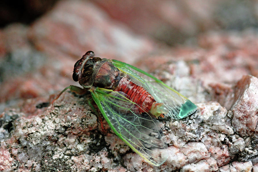 Cicada I Photograph by Debbie Oppermann