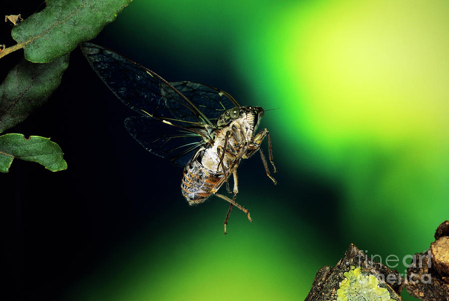 Cicada In Flight Photograph by Dr. John Brackenbury/science Photo Library