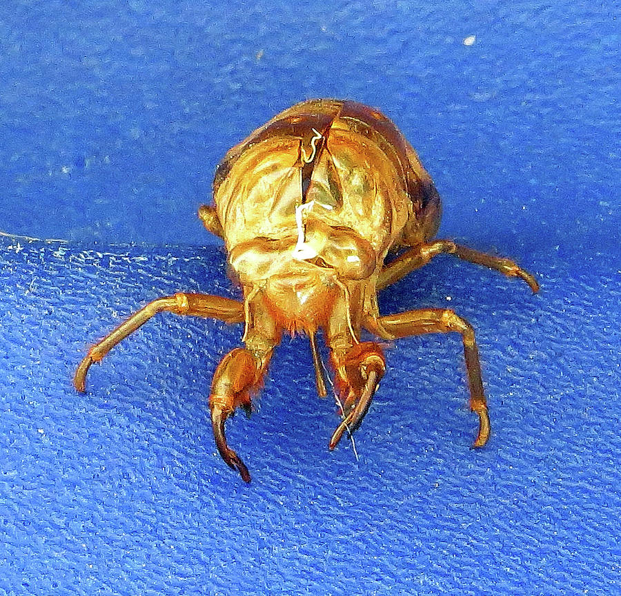 Cicada Shell Photograph by Linda Stern