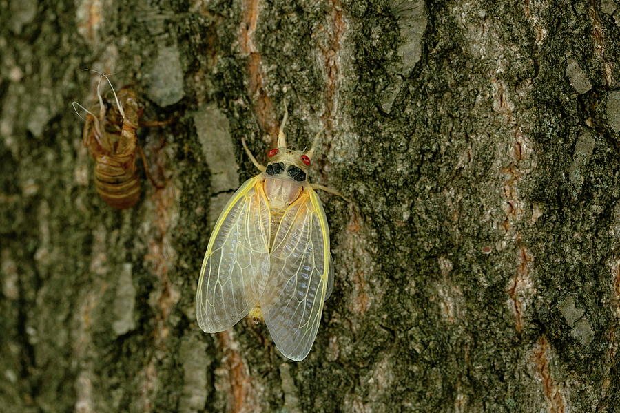 Cicadas Begin to Emerge in Kentucky Photograph by Amira Karaoud Fine