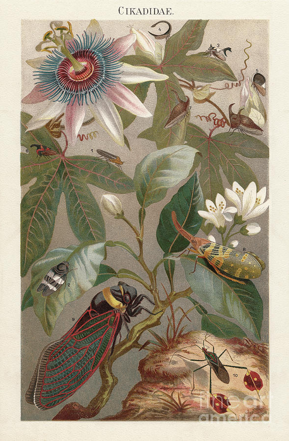 Cicadas, Lithograph, Published In 1897 Digital Art by Zu 09 Cicadas, Lithograph, Published In 1897 Digital Art by Zu 09