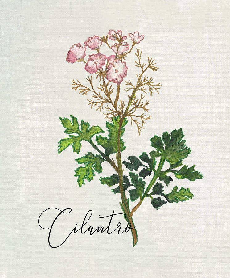 Cilantro Mixed Media - Cilantro Herb by Elizabeth Medley