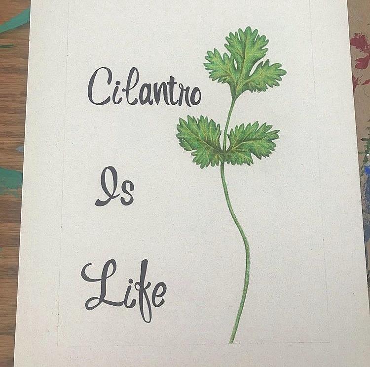 Cilantro Is Life Drawing by Tabitha Webb - Fine Art America