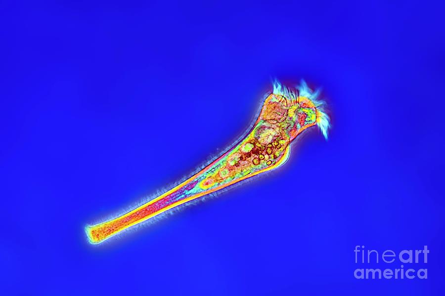 Nature Photograph - Ciliate Protozoan by Frank Fox/science Photo Library