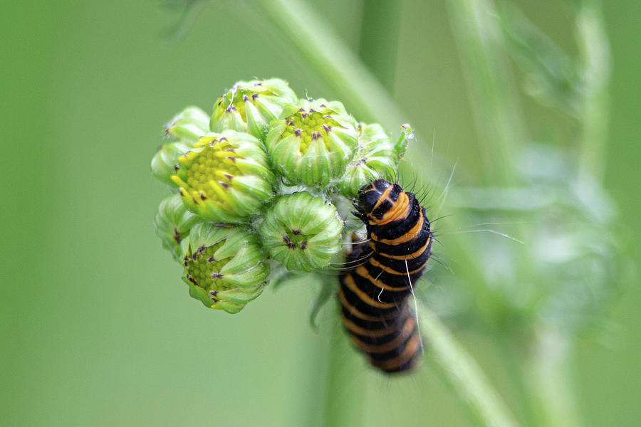 Cinnabar Moth Caterpillar on Common Ragwort Photograph by Scott Lyons