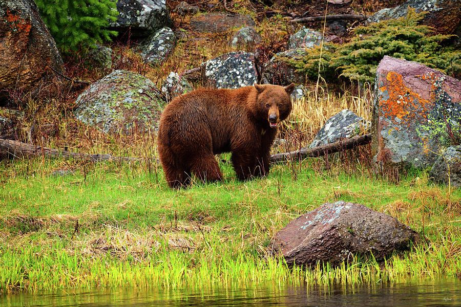 Cinnamon Bear Photograph by Greg Norrell