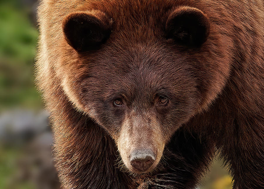 Wildlife Photograph - Cinnamon Bear by Lucie Gagnon