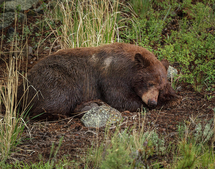 Cinnamon Bear Sleeps Ynp Photograph by Galloimages Online