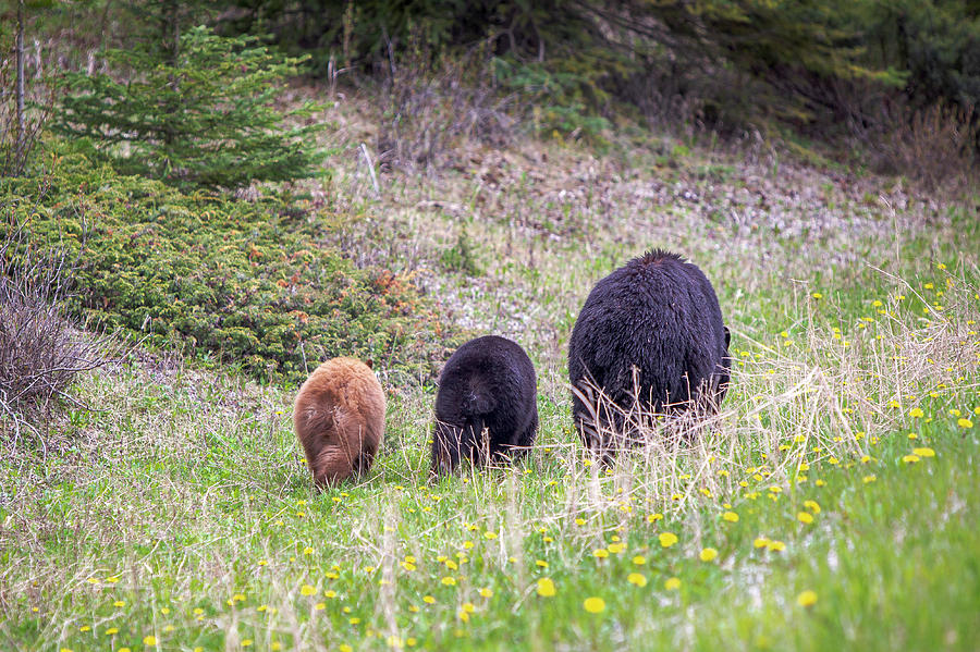 Cinnamon Bum Photograph by Canadart - Cinnamon Bum Photograph by Canadart -